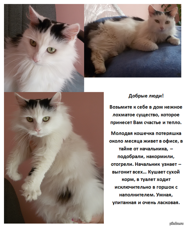 Отдадим в Хорошие Руки! Найдена Кошка, г. Пермь
