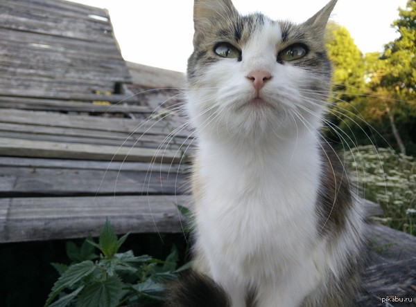 С почином меня, первый саморучно снятый котопост