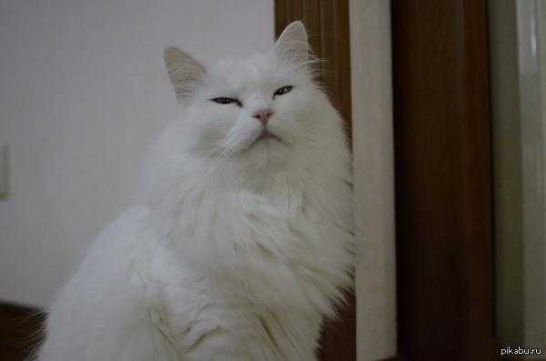 �� ���������, ������ ����, ���