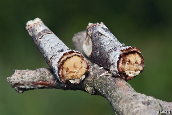     (Phalera bucephala )
