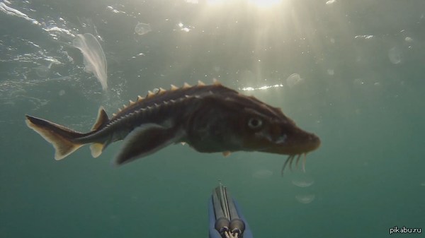    . Sturgeon spearfishing            https://www.youtube.com/watch?v=LGZqx4yOjg0
