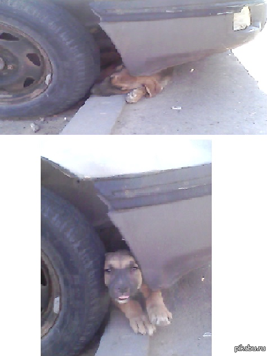 Собакен прячется от солнышка под машиной