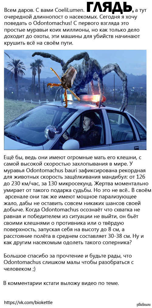 Удивительные муравьи Odontomachus