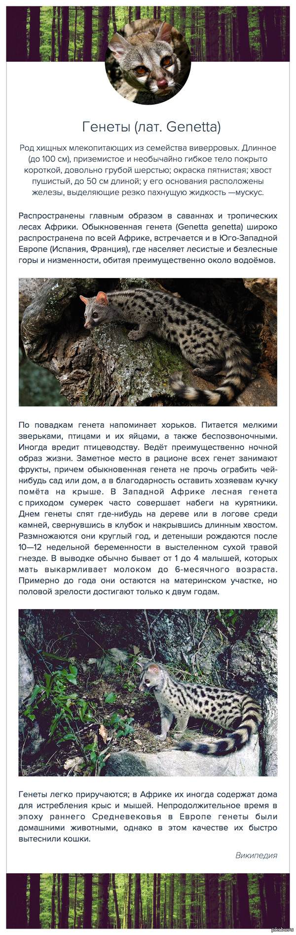 Генеты - минутка википедии