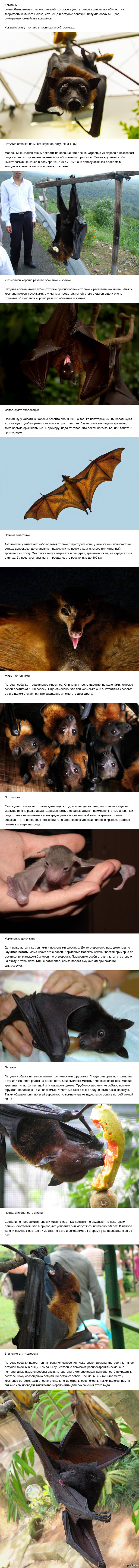 ������� ����