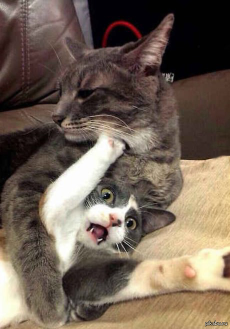 Я знаю здесь любят котов,а как насчет котов рестлеров?