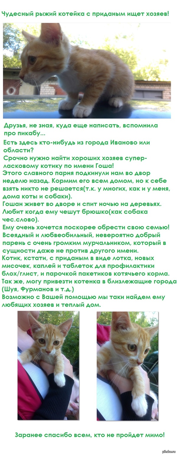 Иваново - город невест: истории из жизни, советы, новости, юмор и картинки  — Все посты, страница 107 | Пикабу