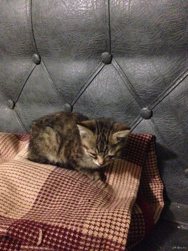 Котёнок в добрые руки, Красногорск! Помогите полнять в топ, коммент для минусов внутри