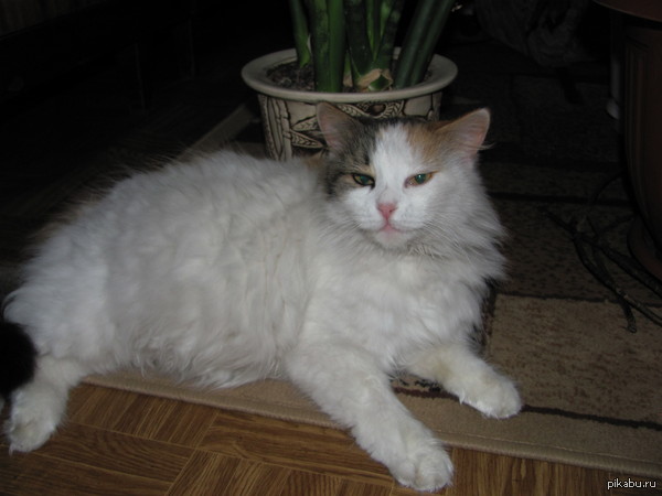 �������, ��� ������� �����