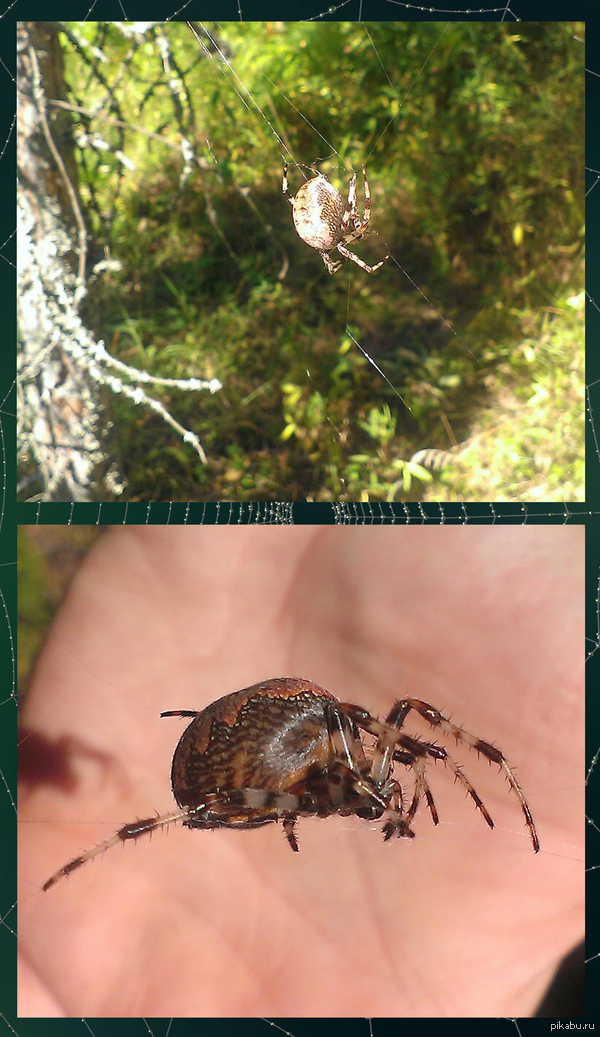 Встретил красотку в лесу