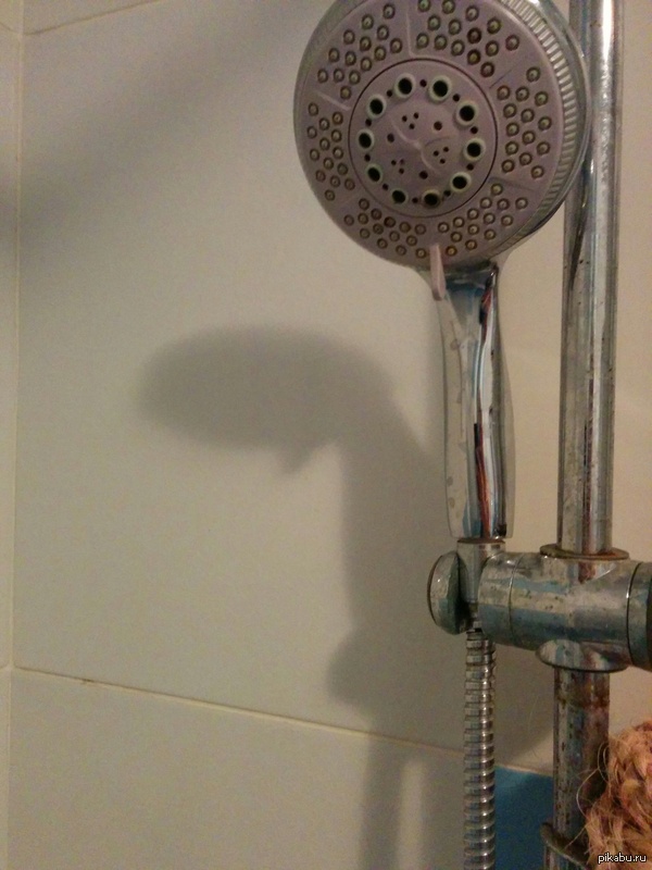 Тень от душа похожа на грустную птичку