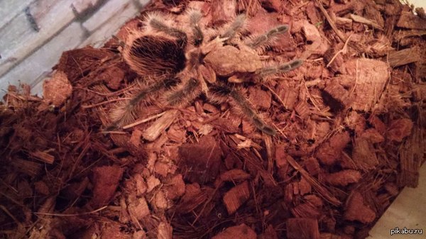 Решил покормить паучка...Что-то пошло не так((