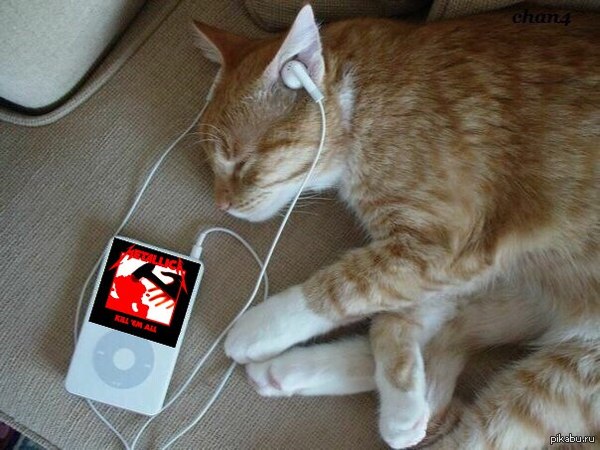 А что слушает ваш кот?