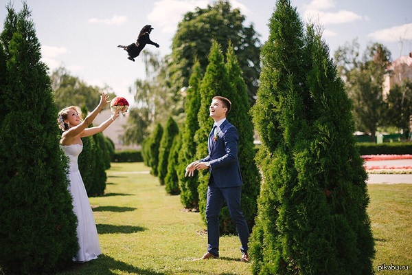 When doves run out - Photo, Wedding, cat