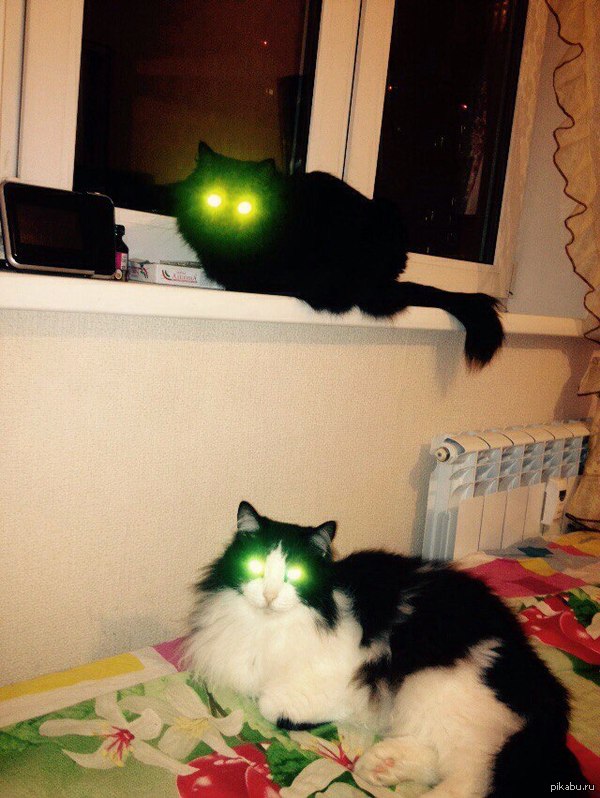 �������� �����������