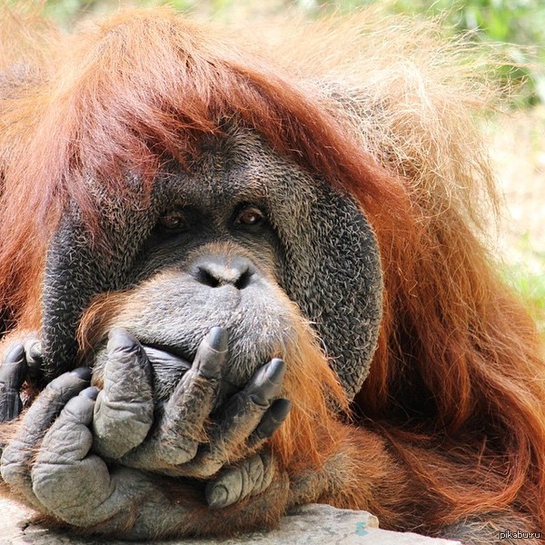 Быть или не быть, вот в чем вопрос?