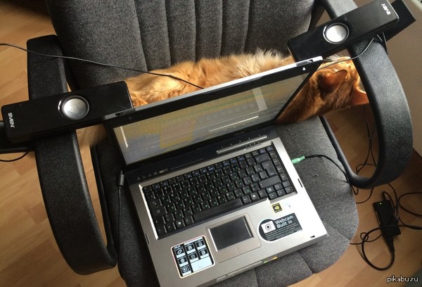 Главное, чтобы коту было удобно.