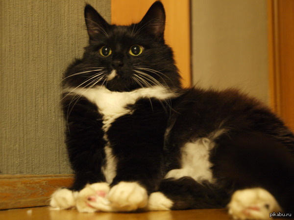 � ���� ��� ����� �����)