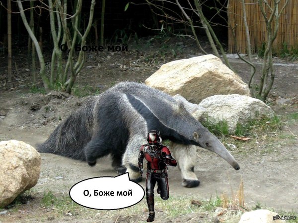 Главный враг человека-муравья