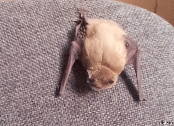 Bat - Bat, Office
