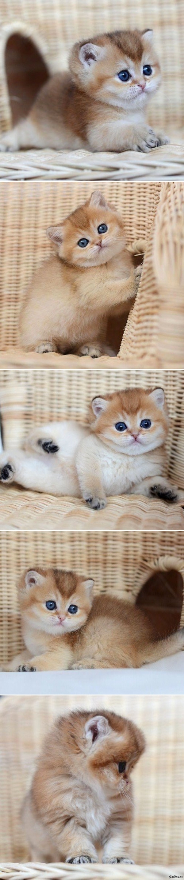 Няшностипост^^