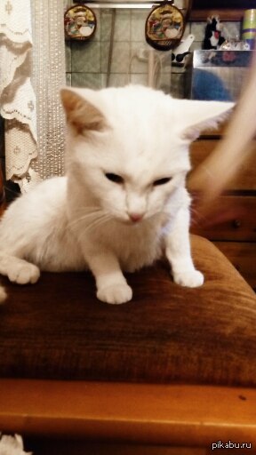 Отдам в хорошие руки кошечку ..ласковая в еде не прихотливая..к лотку приучиваем)