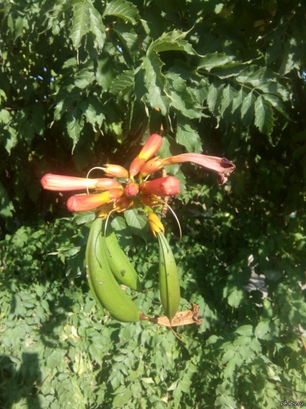 Лига ботаников, я призываю тебя! | Пикабу