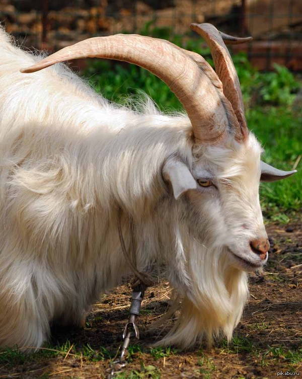 Котики, мимишки. Только хардкор, знакомтесь Инокентий!!!