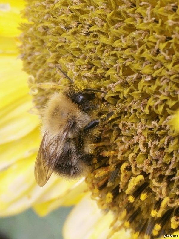 NECTAR! OM NOM NOM - Моё, Подсолнух, Огород, Фотография, Природа, Насекомые, Макро, Шмель, Макросъемка