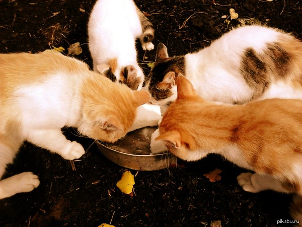 Кормлю котов и кошек мороженым)