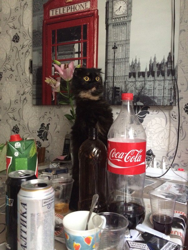 Странный кот