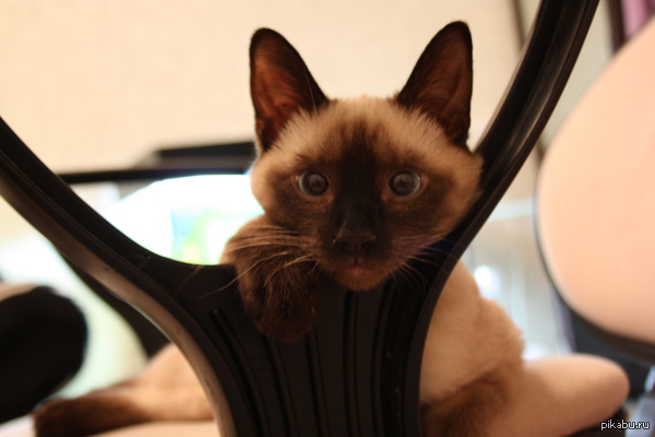 �������� ���������� ����� ��������