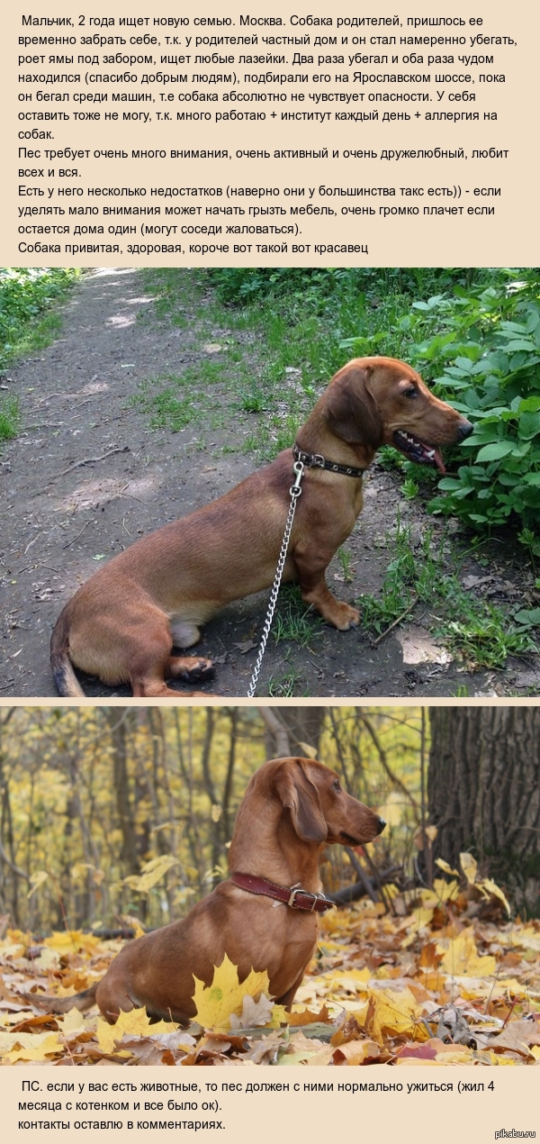 Собака (такса) ищет новую семью!