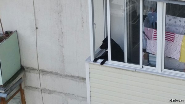 Сосед | Пикабу