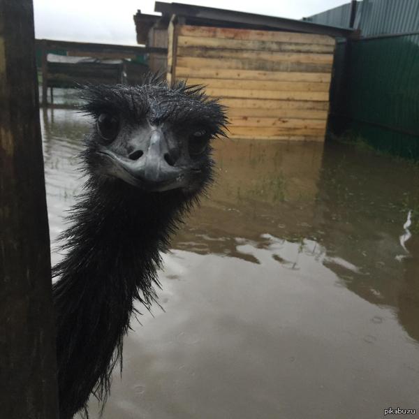 А у нас потоп!