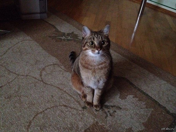 Моя кошка