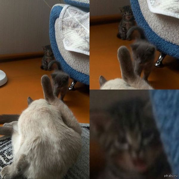 ������ �������