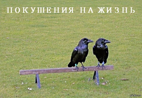 В ожидании | Пикабу