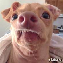 я отколупываю с ануса маленькие кусочки засохшего кала, нюхаю их и размазываю под столом