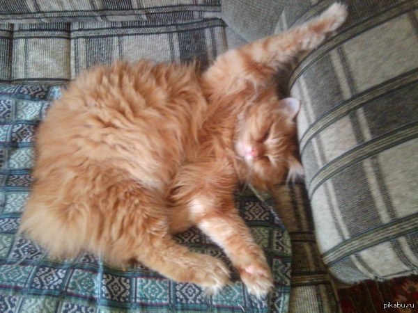 Моя котейка любит обнимашки, а ваша? :3