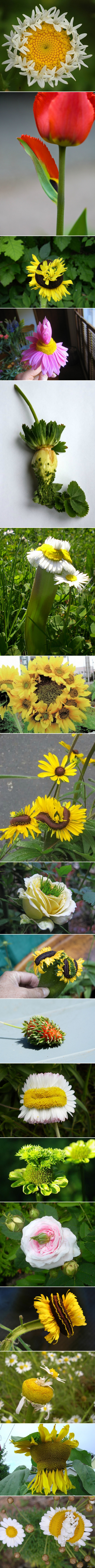 ������� ��������.