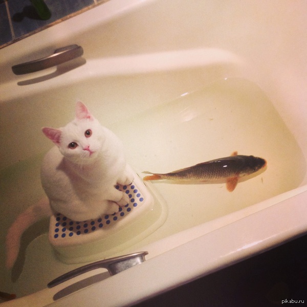 � �������, ����� ����� �������