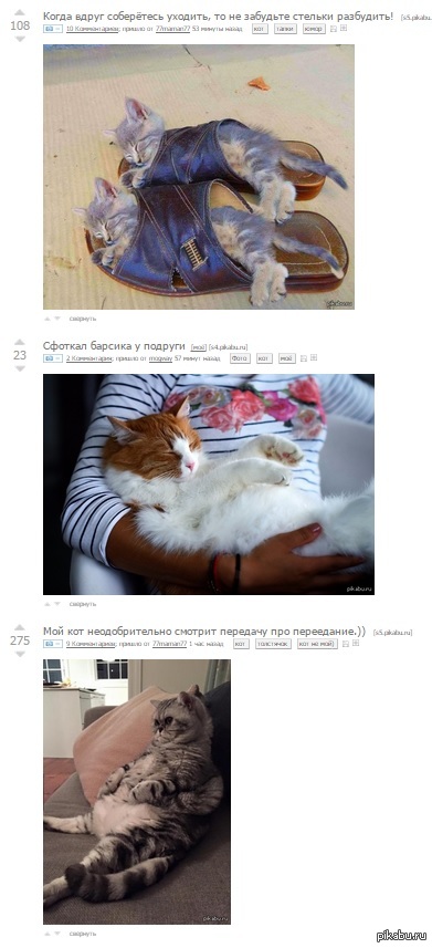 Восстание Котов | Пикабу