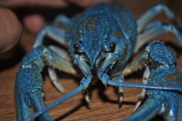 � ������� ����� ��� ��� ��� Sub-Zero