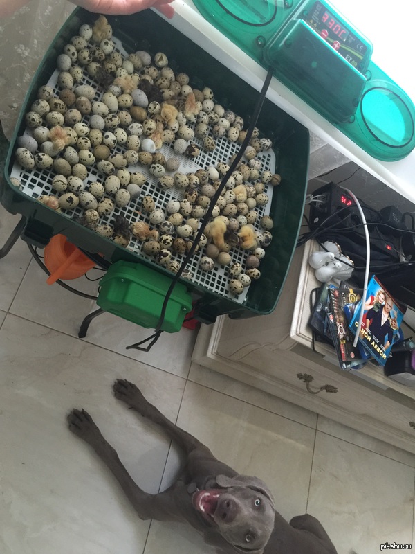 Прибавление🐣🐥