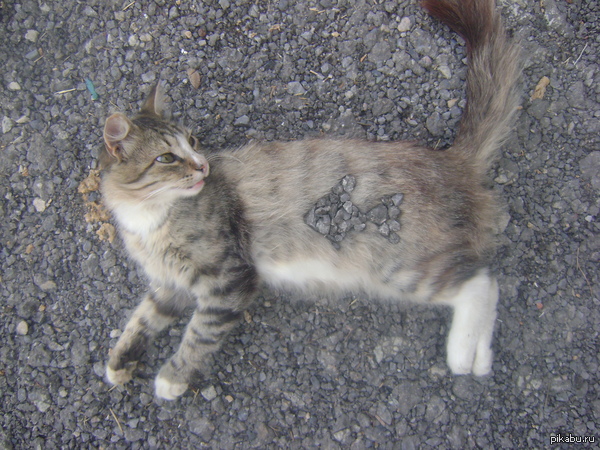 ���� ���