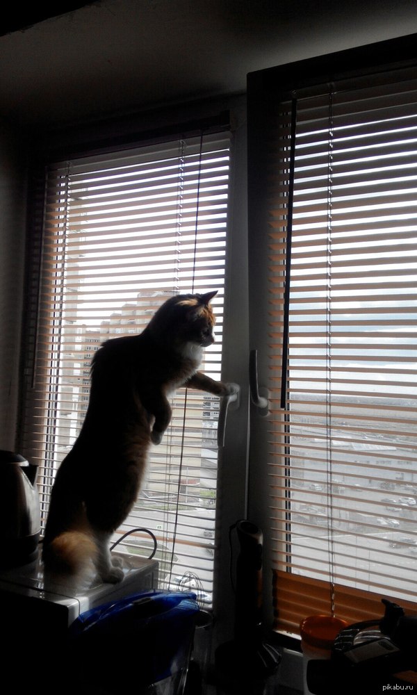 ������������ ���� ����������