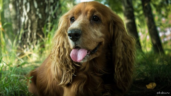 Челси на привале