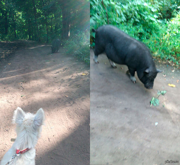 � ����� ���� ����� �������� �������