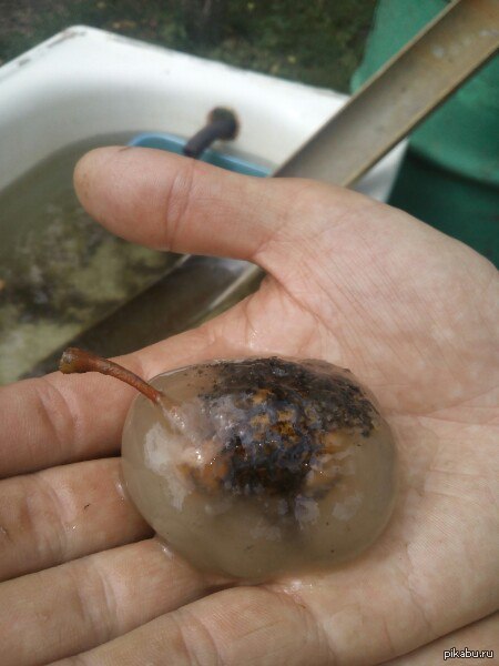 Просто яблоко